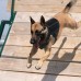 Postroj Dog Harness - K9 tactical